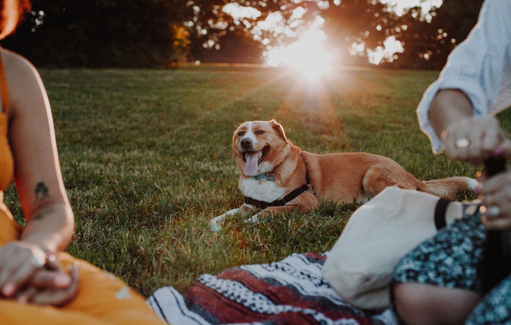 brown and white short coated dog lying on white and red textile on green grass field