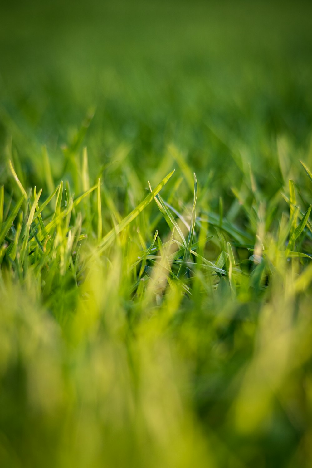 green grass in close up photography