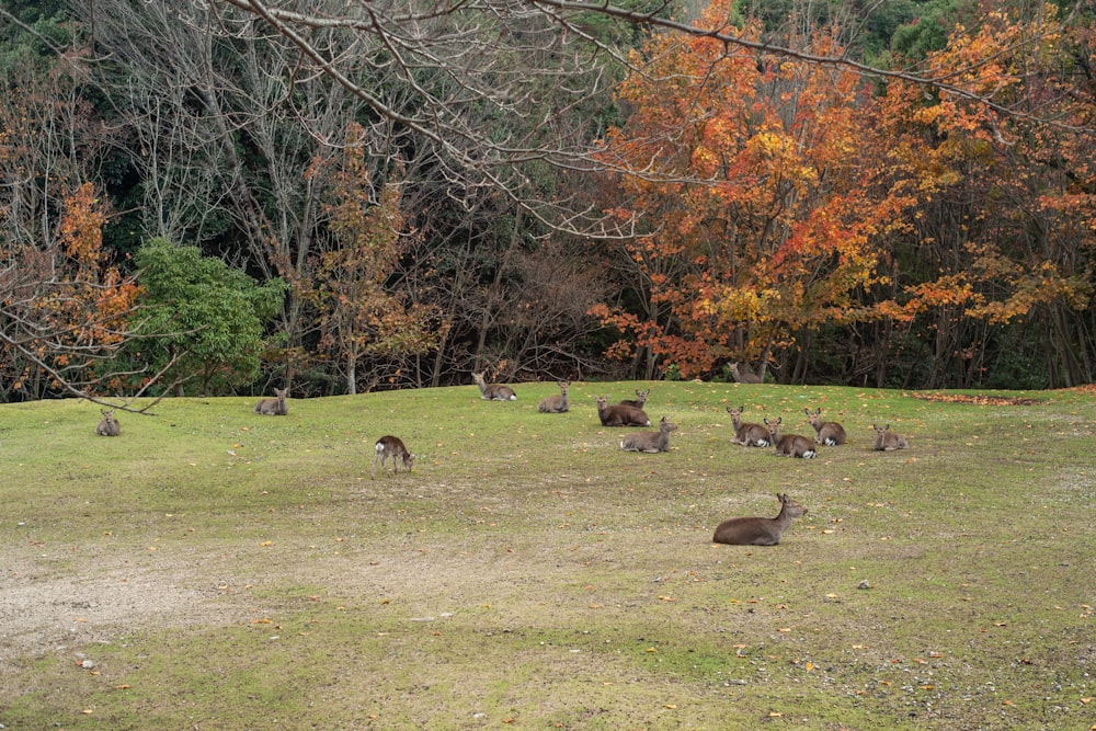 herd of sheep on green grass field during daytime