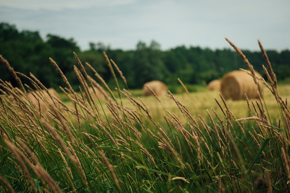 brown sheep on green grass field during daytime