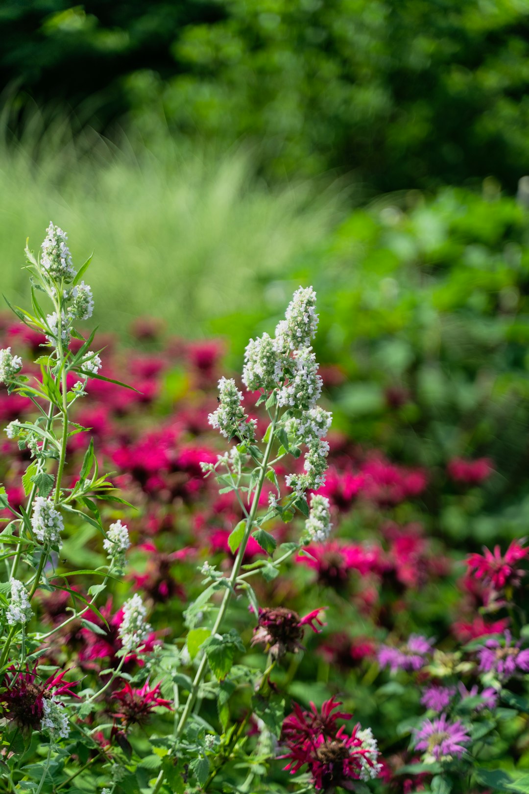 white and purple flowers in tilt shift lens