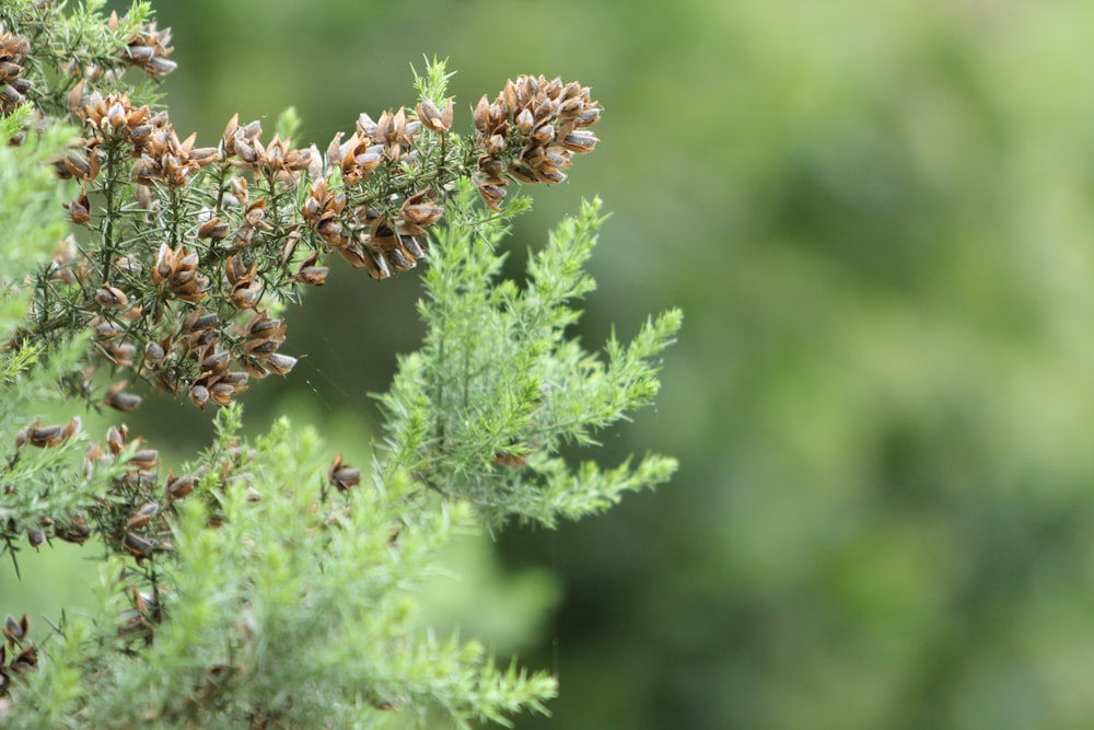 green plant in tilt shift lens