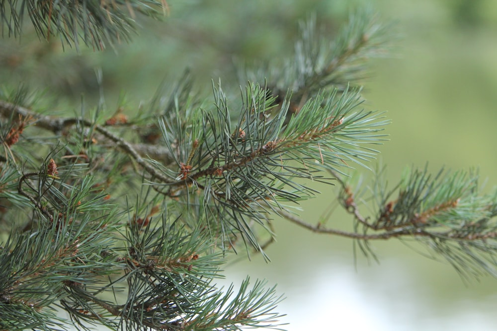 green pine tree with snow