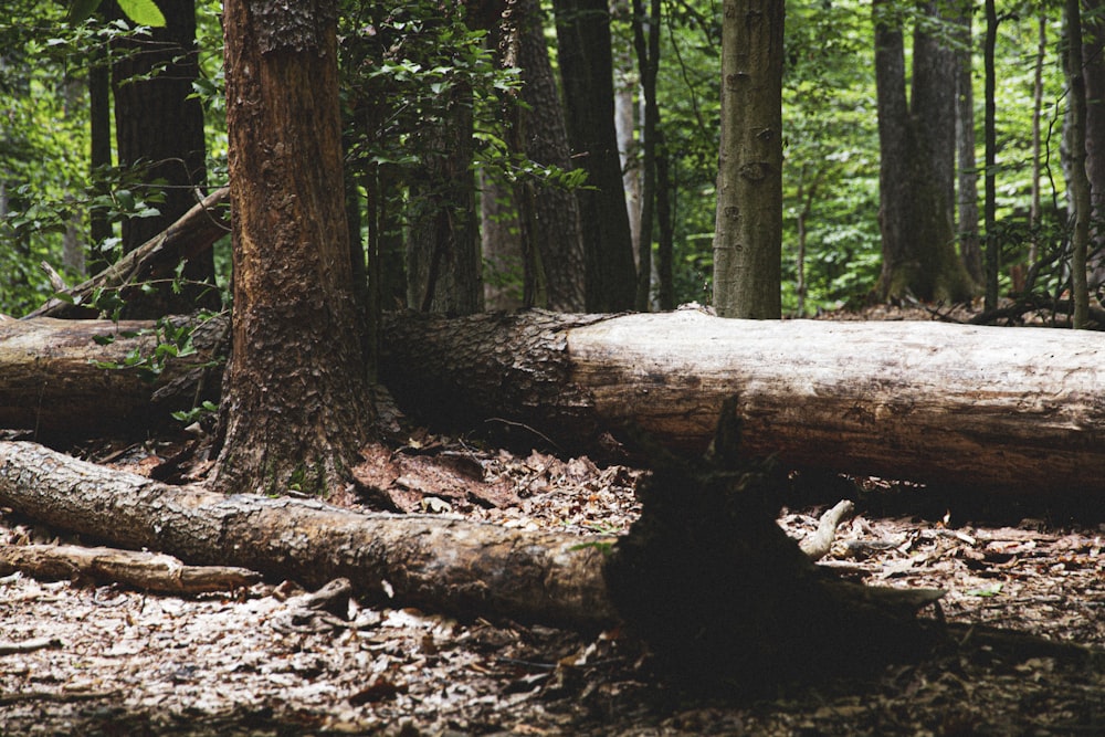 brown tree trunk on brown soil