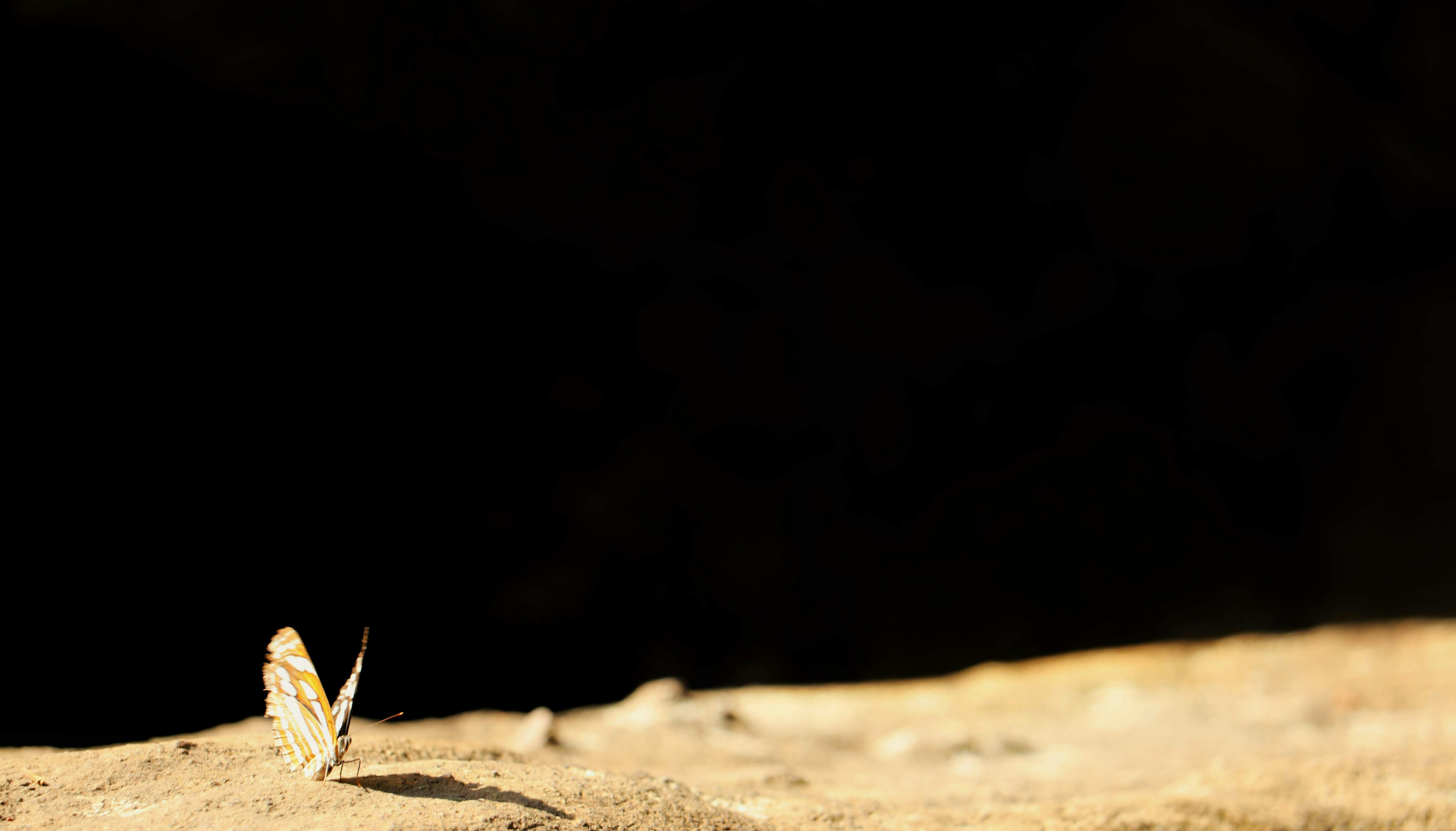 A Beautiful Butterfly enjoying its landing