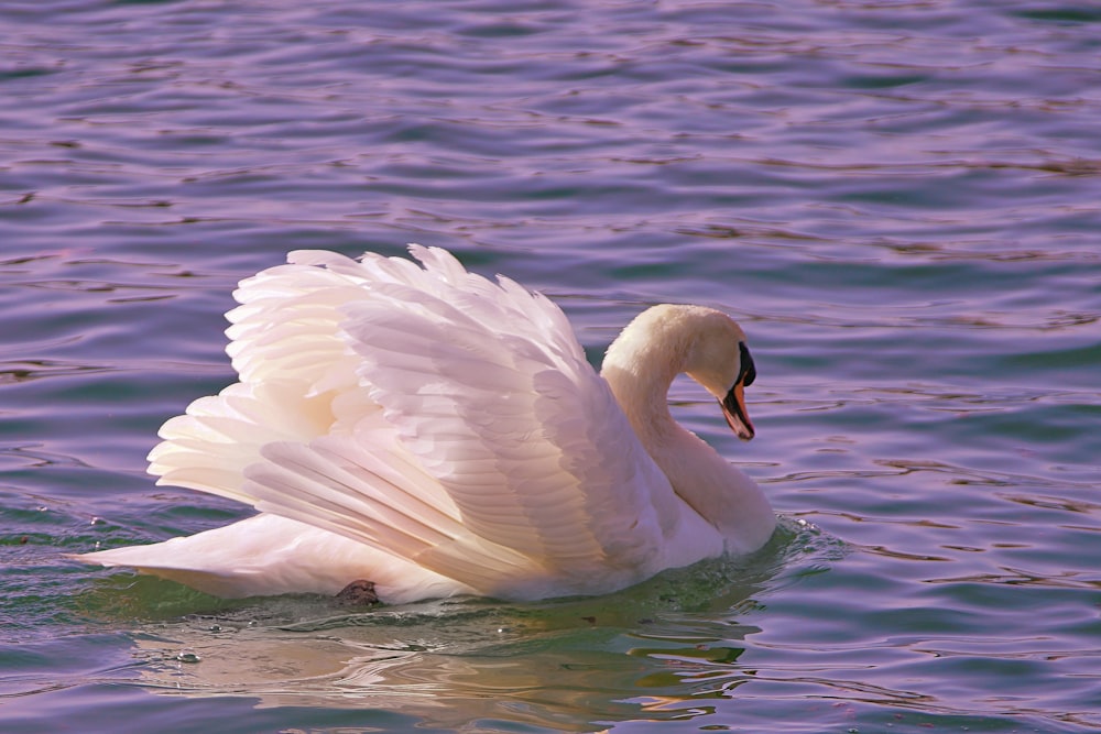 white swan on body of water during daytime