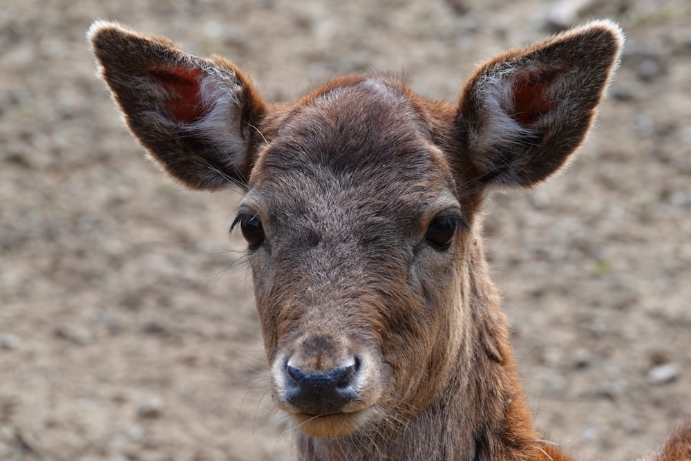 brown and black animal on brown field during daytime