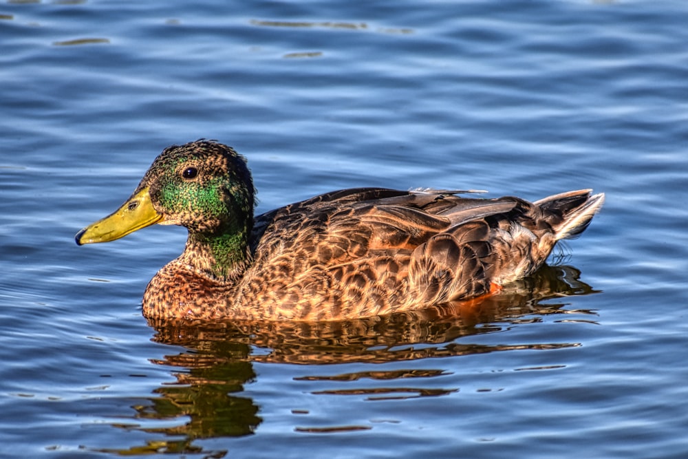 brown and green duck on water