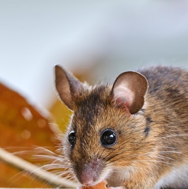 brown and white rodent on orange and white polka dot textile