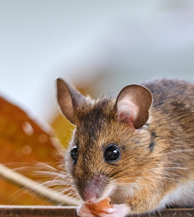 brown and white rodent on orange and white polka dot textile