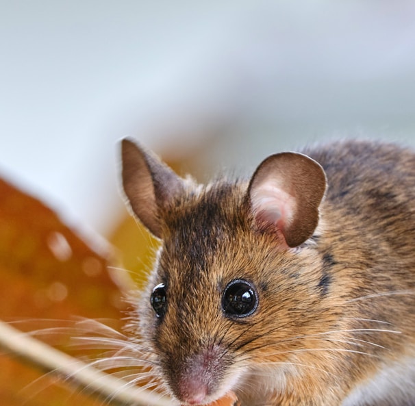 brown and white rodent on orange and white polka dot textile