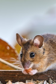 A mouse nibbling on a piece of cheese with soft natural lighting highlighting its whiskers.