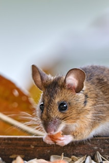 A small brown mouse with large, round eyes and whiskers is nibbling on a piece of food. The mouse has soft, fur-covered ears and appears to be sitting on a wooden surface surrounded by seeds and leaves. The background is softly blurred, highlighting the mouse.
