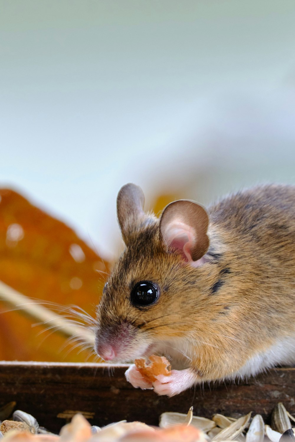 brown and white rodent on orange textile