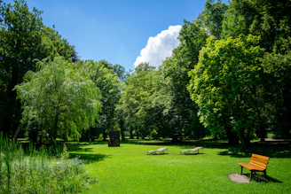 green grass field with trees under blue sky during daytime