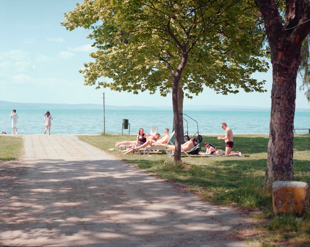 people sitting on bench under tree near sea during daytime