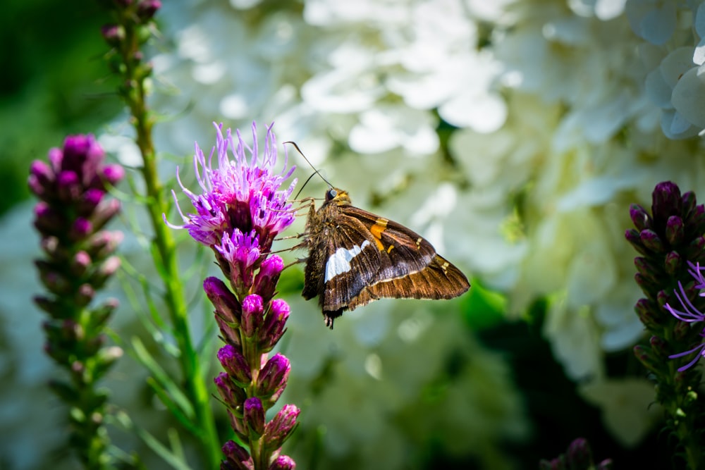 mariposa marrón y negra en flor púrpura