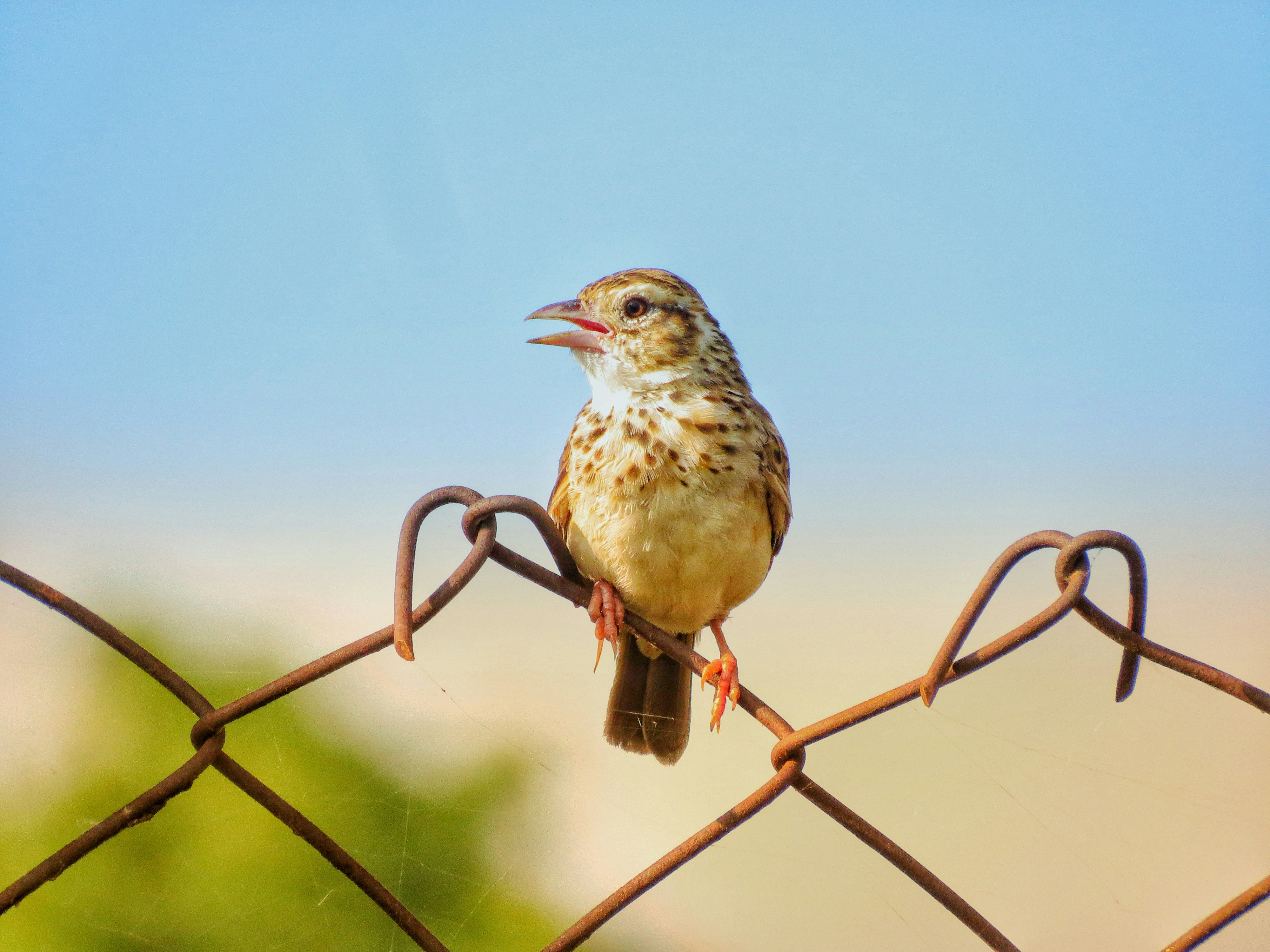 Photo by anandramavath_786