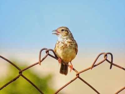 brown and white bird on gray metal fence during daytime