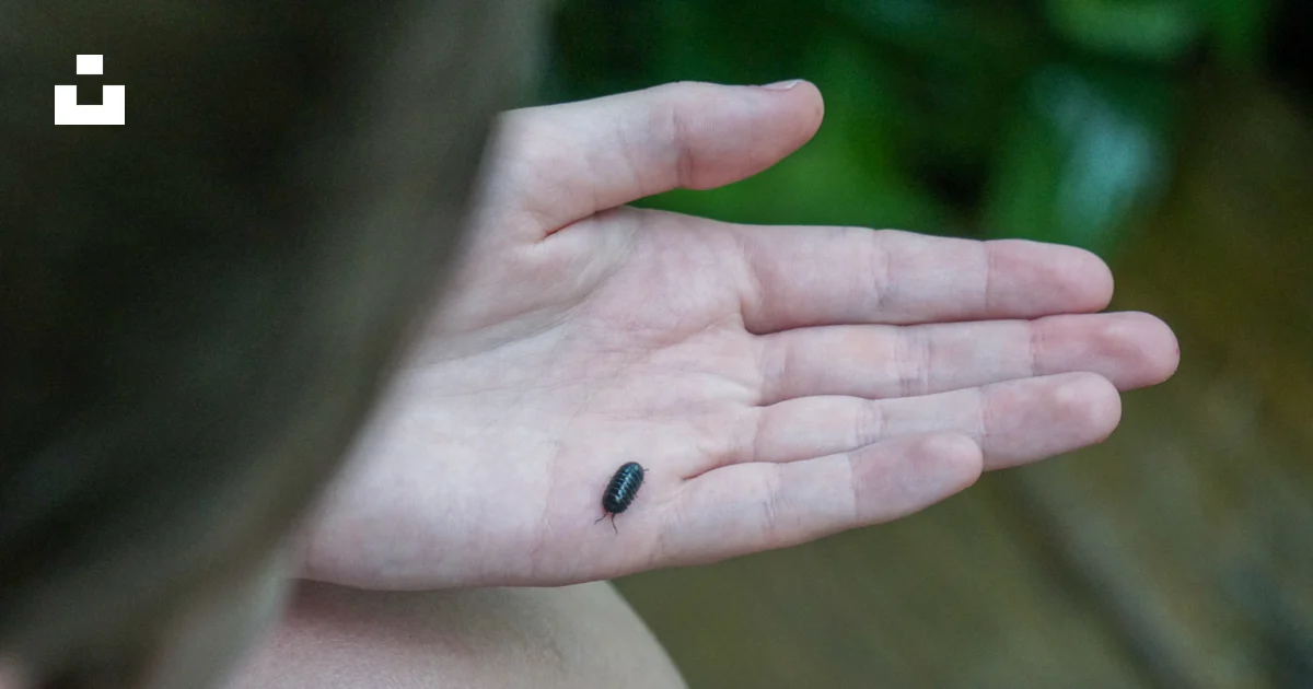 Black bug on persons hand photo – Free Hand Image on Unsplash