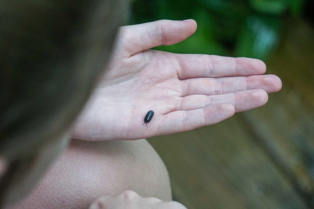 black bug on persons hand