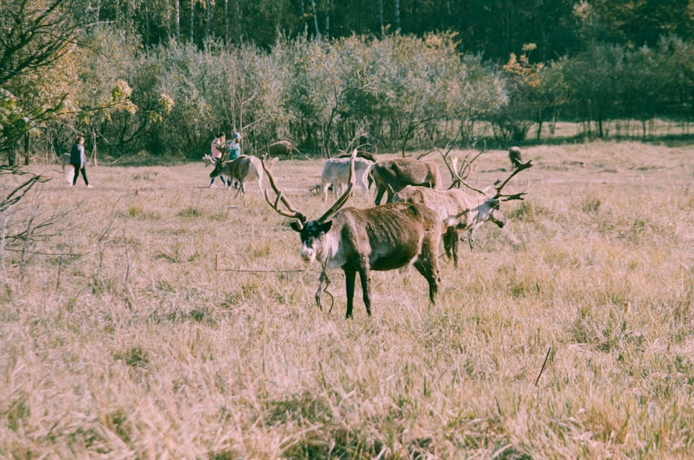 herd of deer on brown grass field during daytime