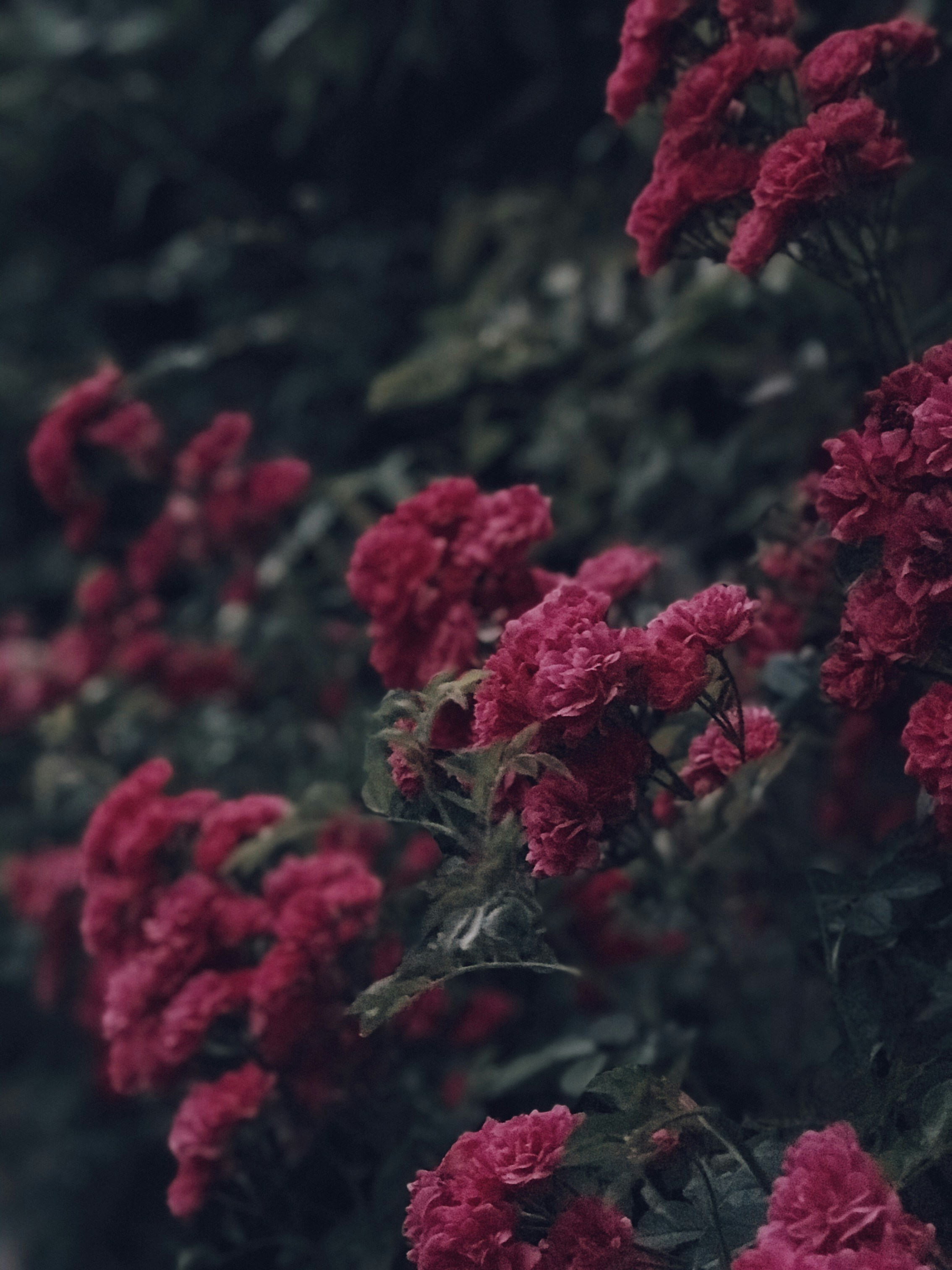 Fleurs rouges dans une lentille à bascule photo – Image gratuite de Fleur  sur Unsplash, image size:3000x4000