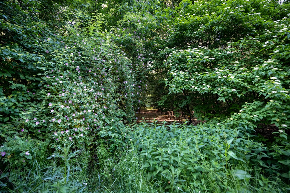 green plants and trees during daytime