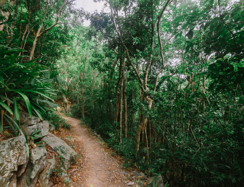 pathway between green trees during daytime