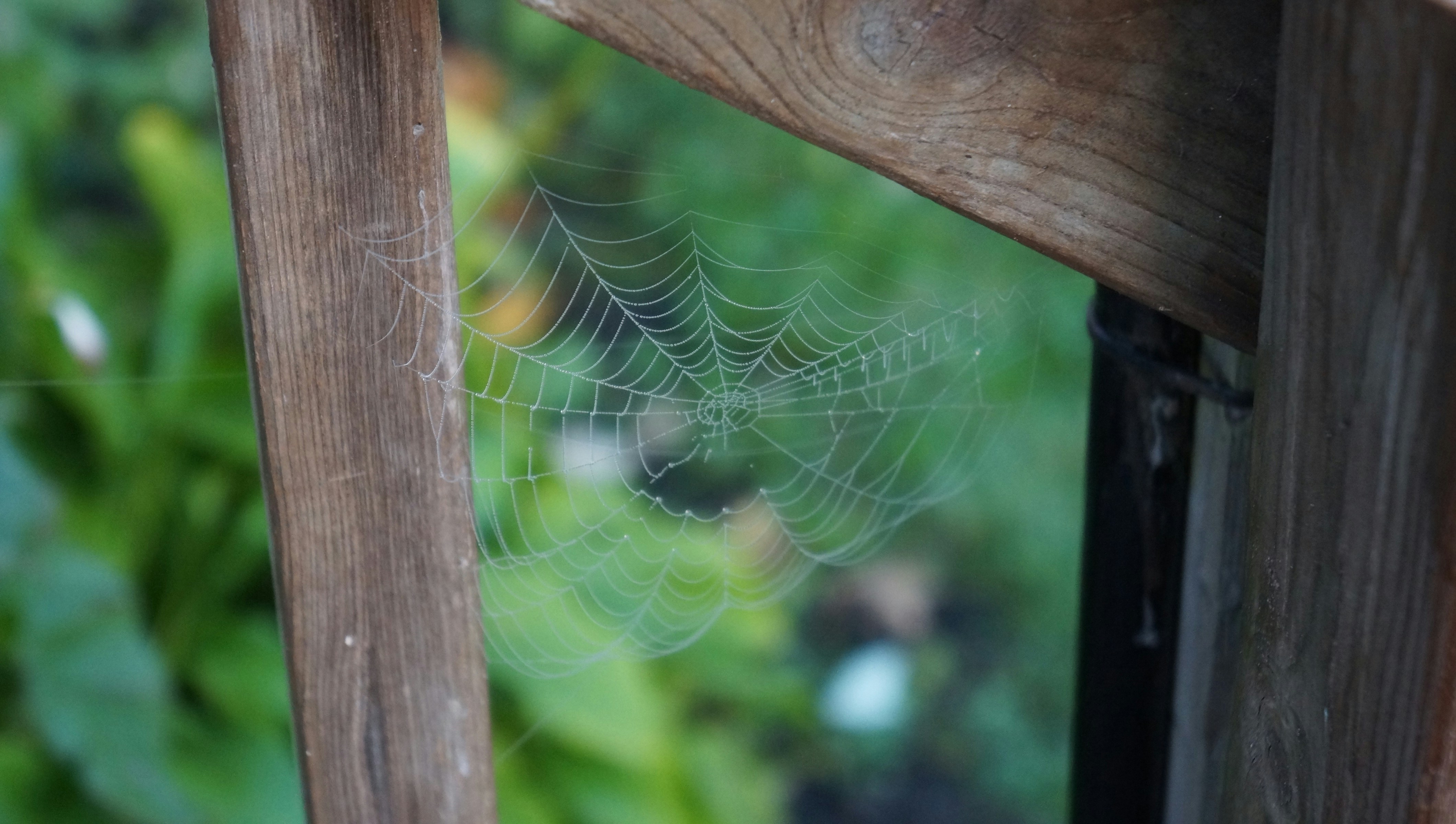 Photo by stevengbrown