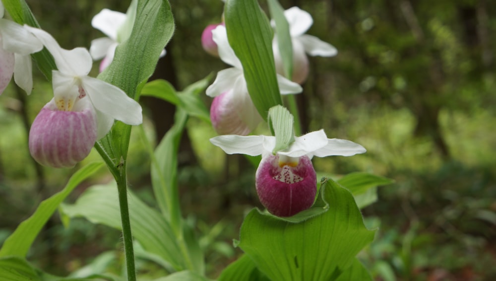 white and purple flower in tilt shift lens