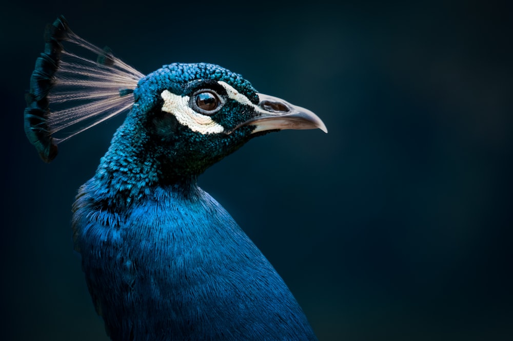 blue peacock in close up photography