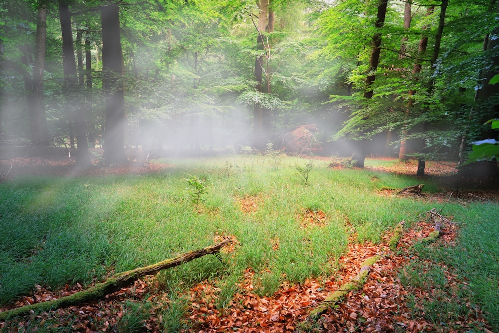 green grass and trees during daytime