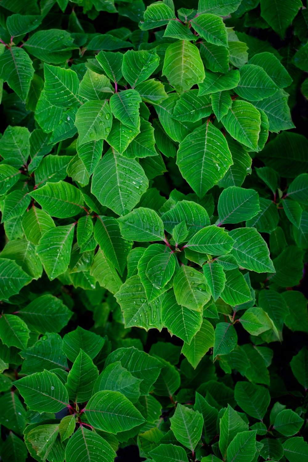 green leaves plant during daytime