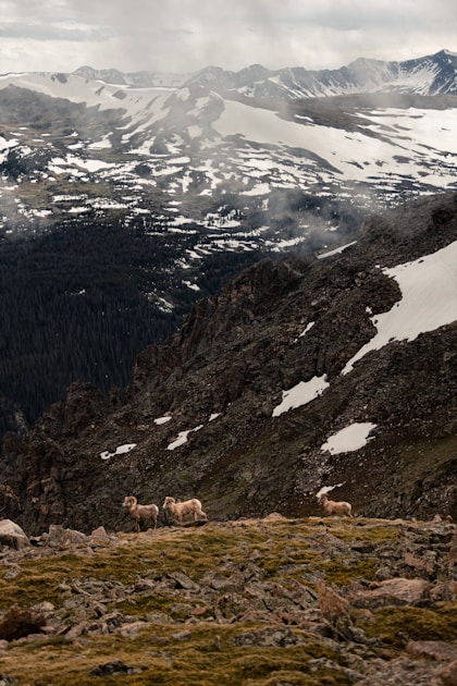 Rocky Mountain bighorn sheep ram on steep mountain terrain in Montana