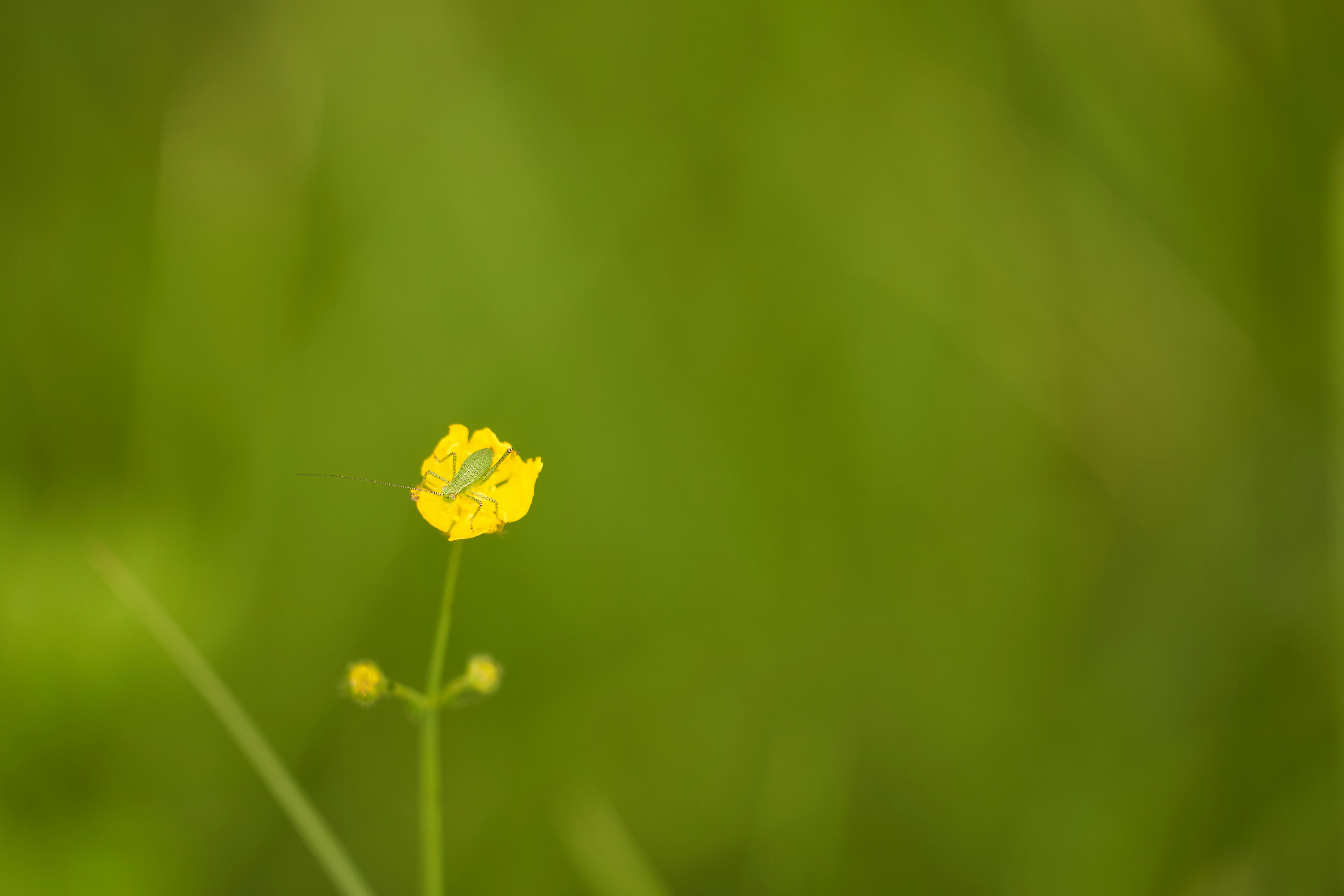 Photo by wolfgang_hasselmann