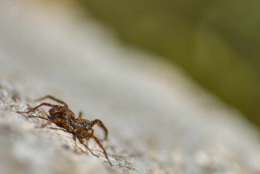 brown jumping spider on gray surface in close up photography during daytime