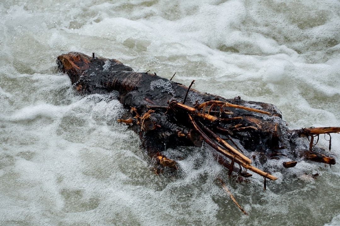 brown wood log on body of water