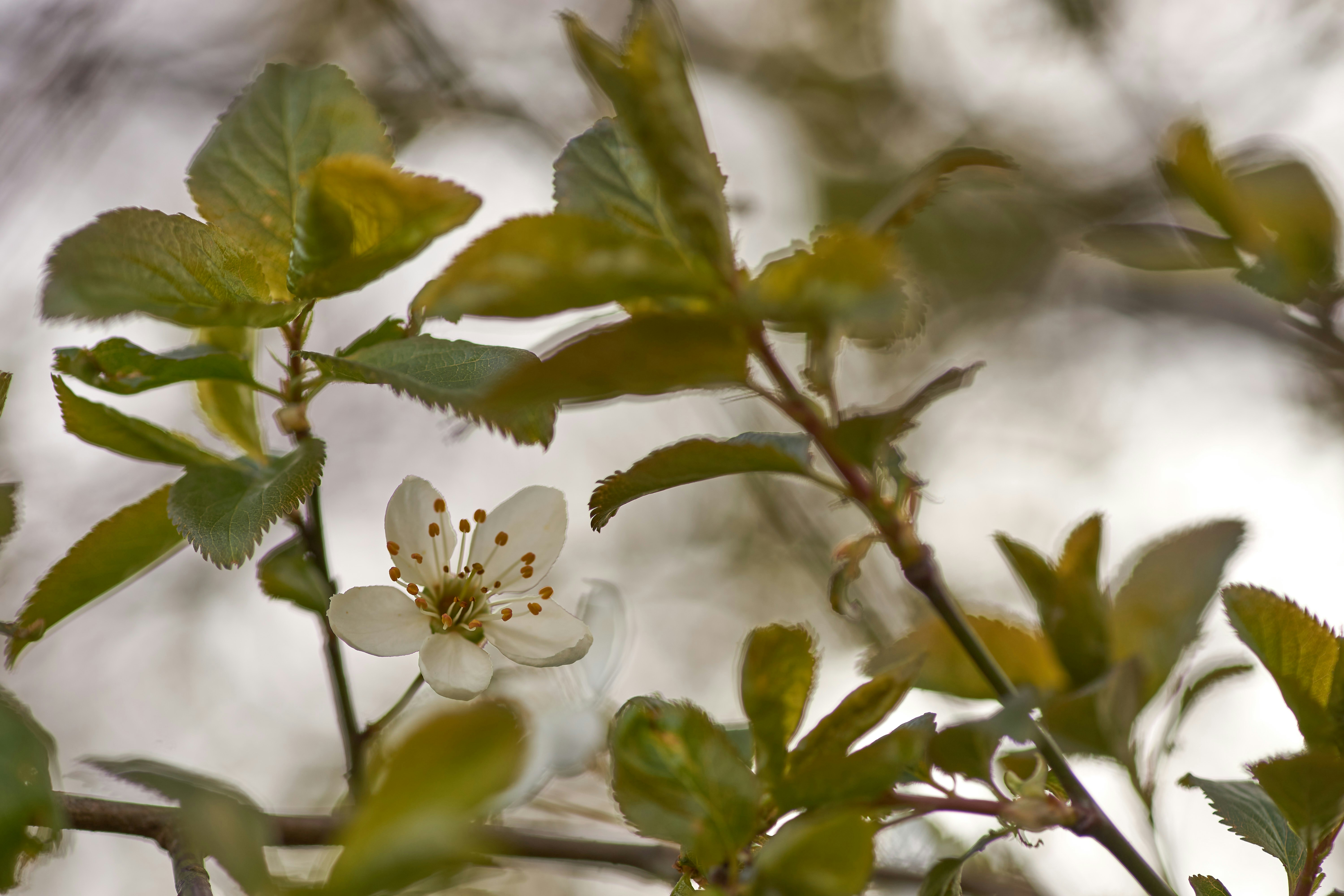 Photo by wolfgang_hasselmann