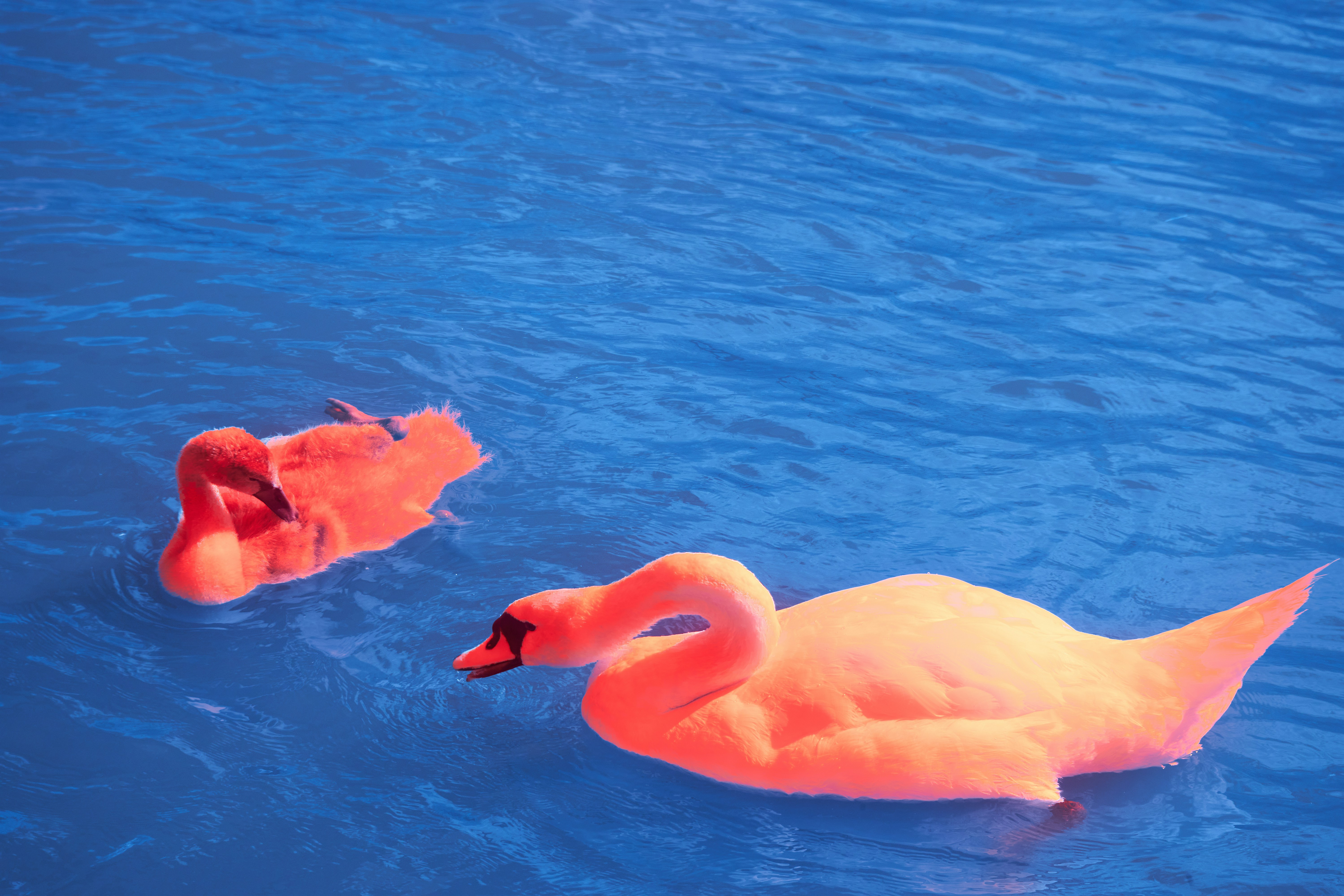 Photo by wolfgang_hasselmann