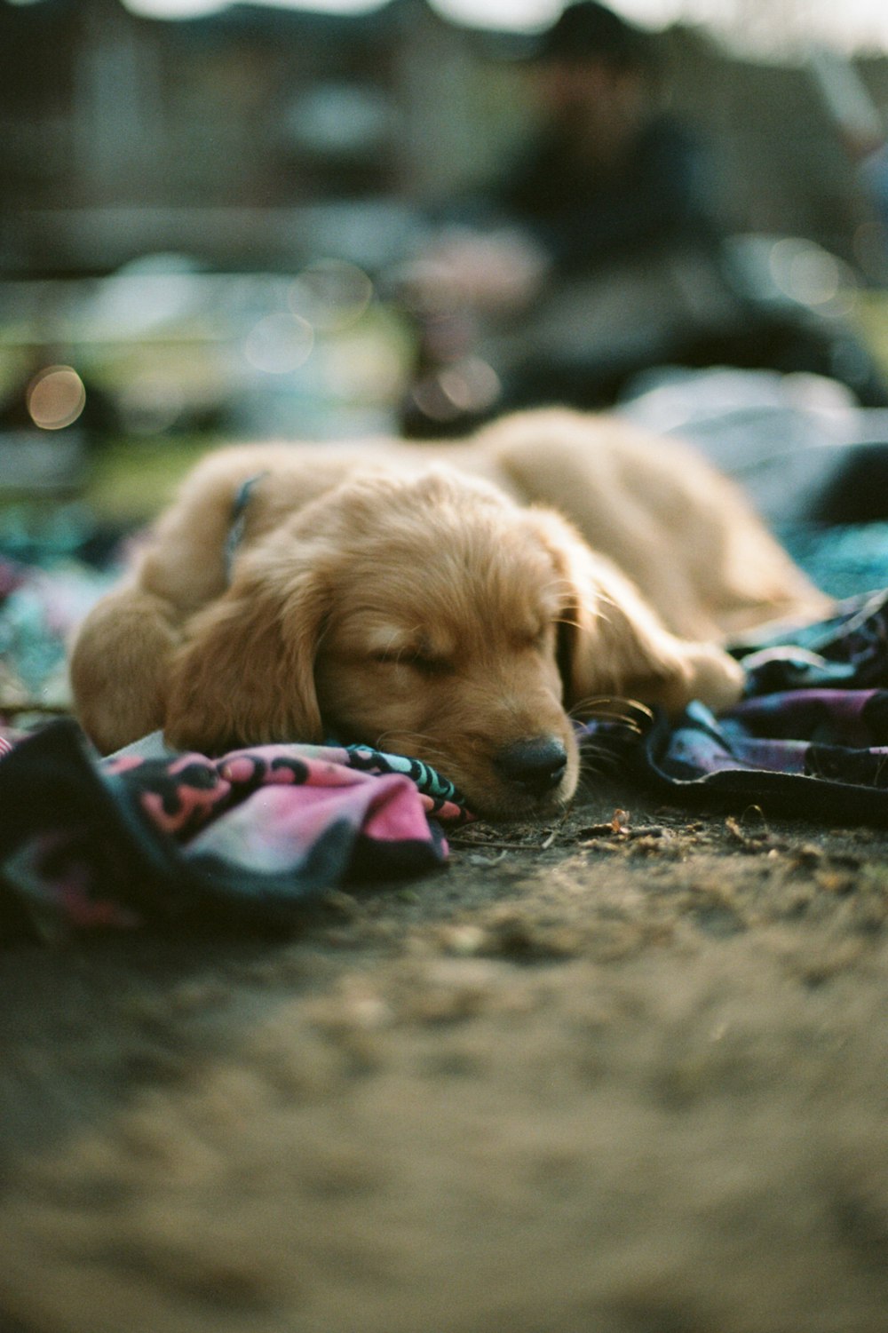 golden retriever puppy lying on ground