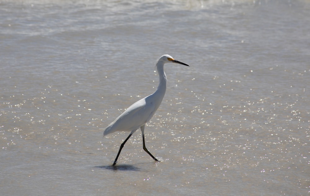white long beak bird on water during daytime