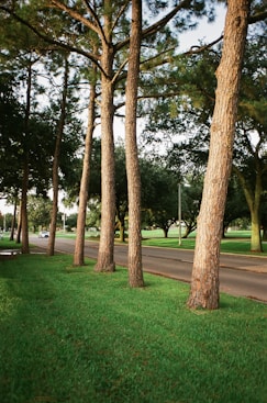 green grass field with trees during daytime
