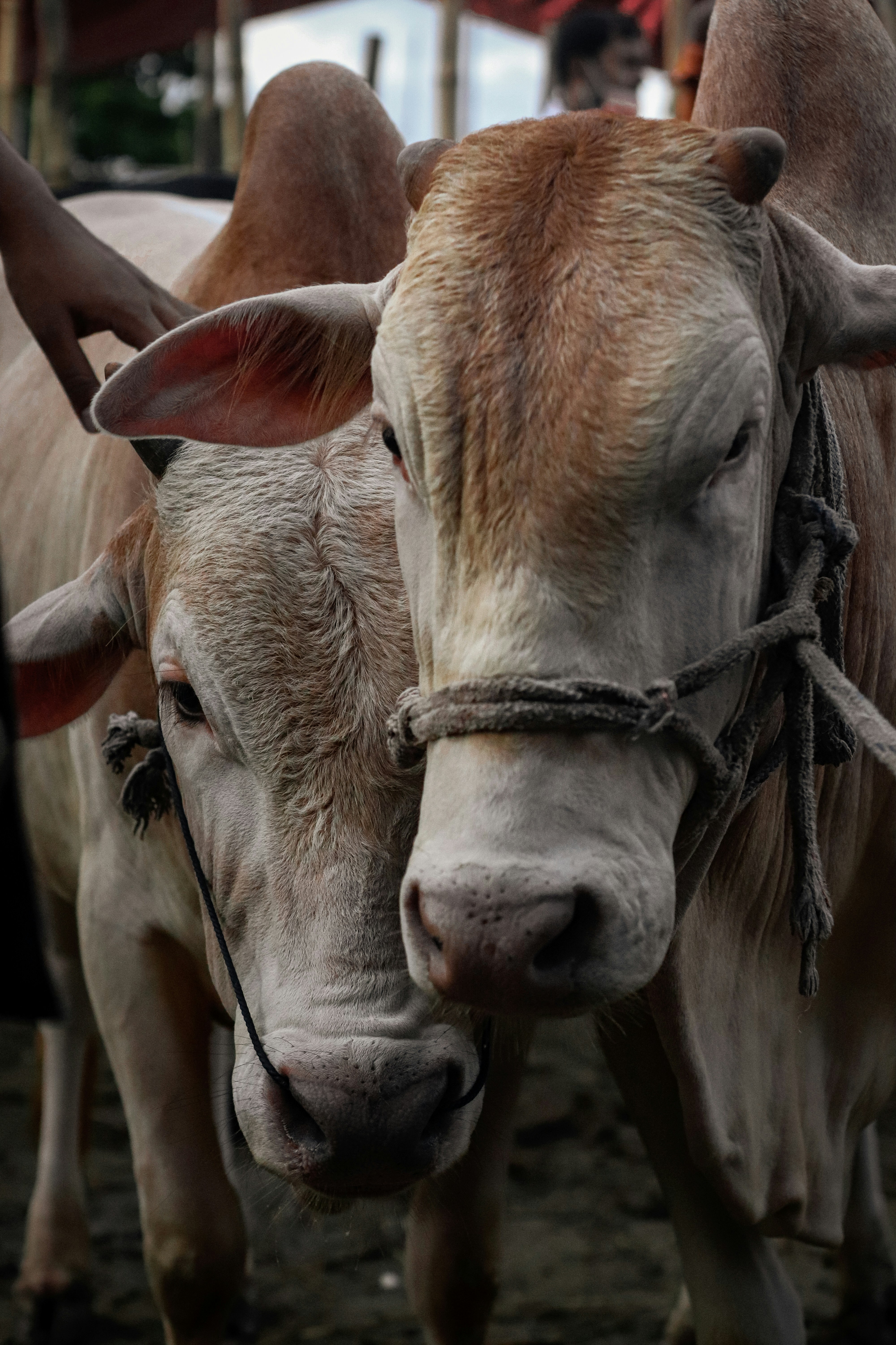 Photo by mohammad_samir