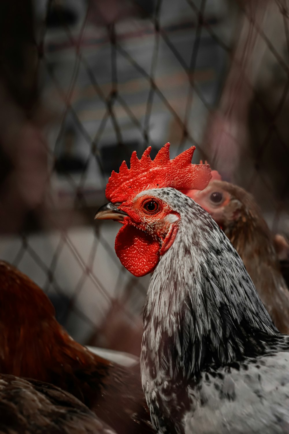 red and white rooster on cage