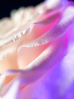 A close-up of delicate rose petals in various colors.