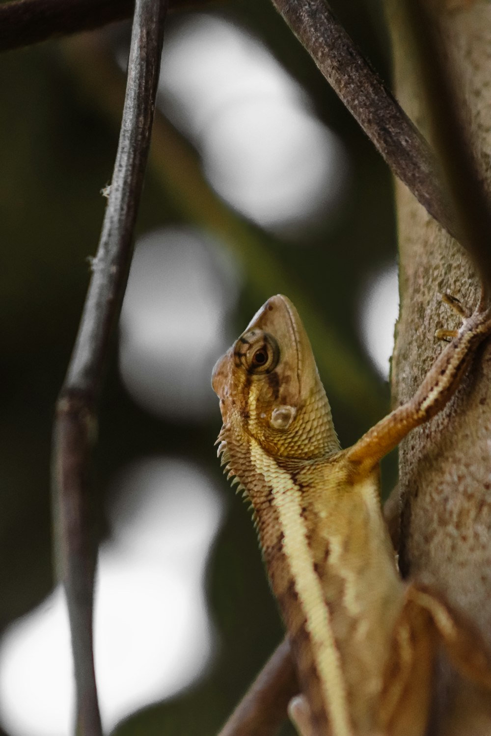 brown and white lizard on brown tree branch during daytime