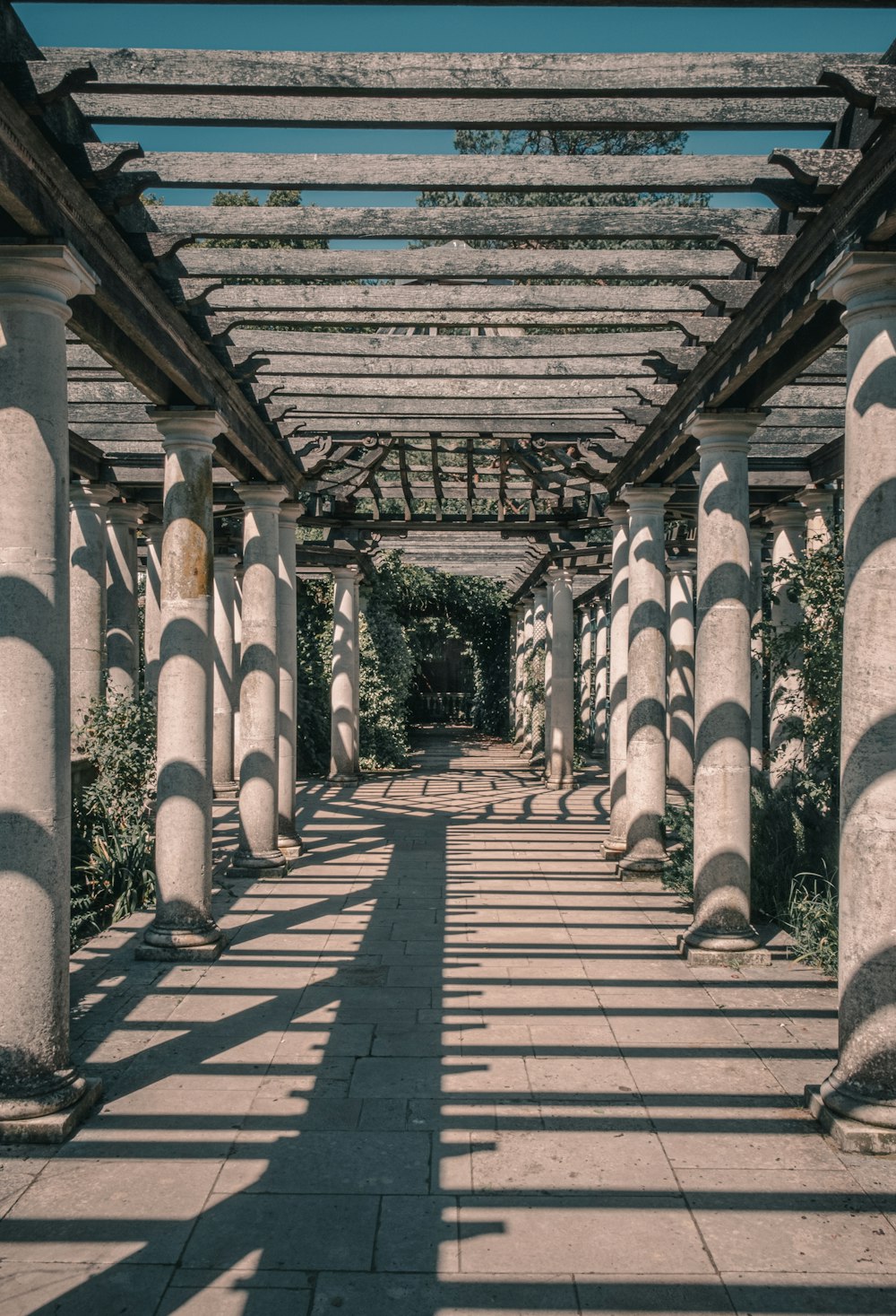 brown wooden pathway between green plants during daytime