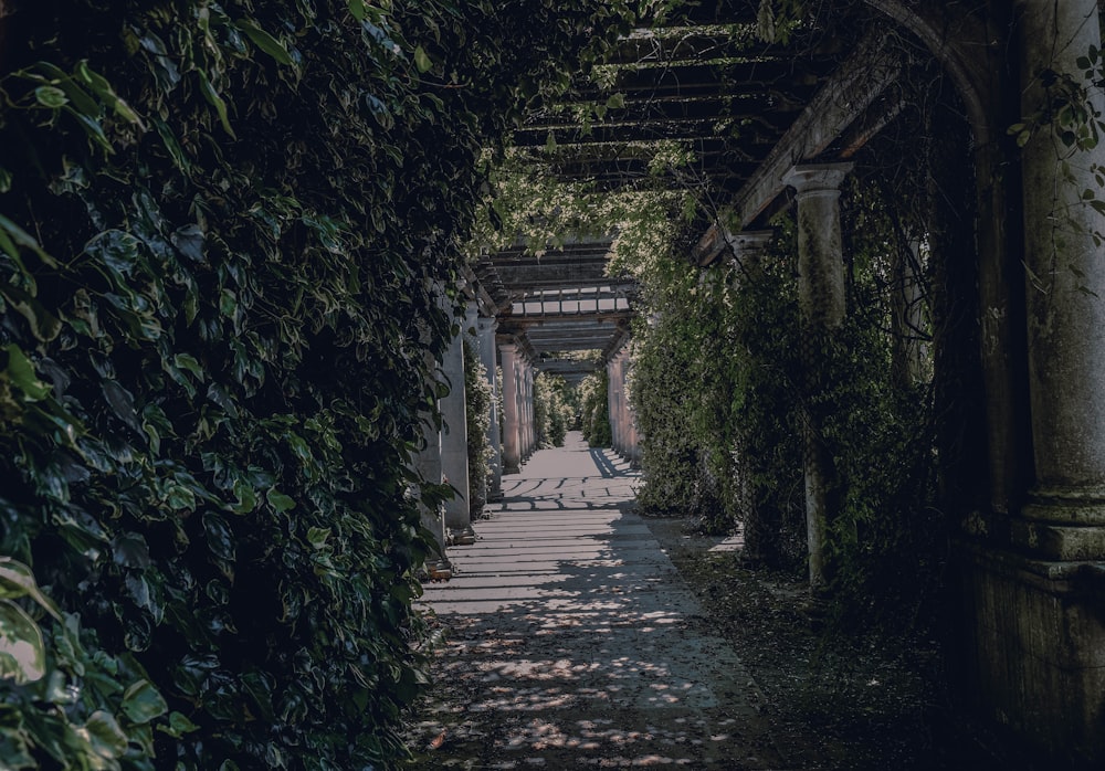 gray concrete pathway between green plants