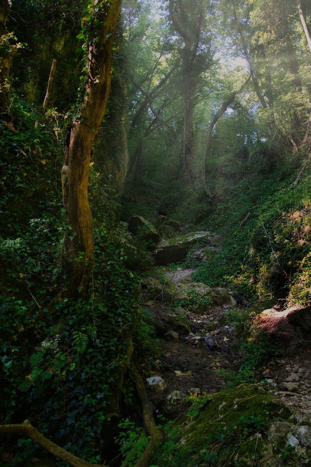 green trees and plants on the forest